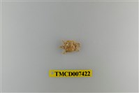 藏品(胖團蟹)的圖片